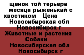 щенок той терьера 4 месяца рыженький с хвостиком › Цена ­ 4 500 - Новосибирская обл., Новосибирск г. Животные и растения » Собаки   . Новосибирская обл.,Новосибирск г.